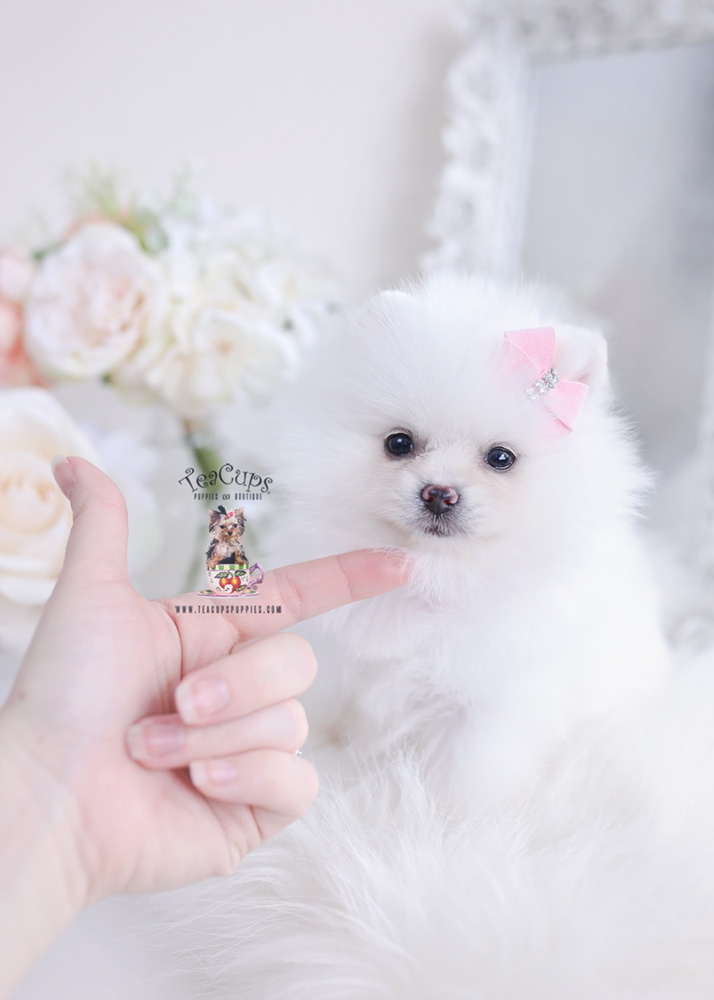 White Pomeranians For Sale Teacup Puppies & Boutique