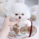 teacup white pomeranian