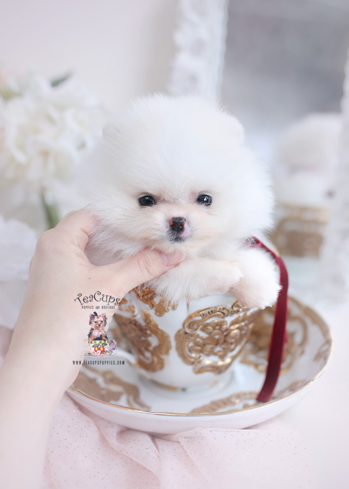 teacup white pomeranian