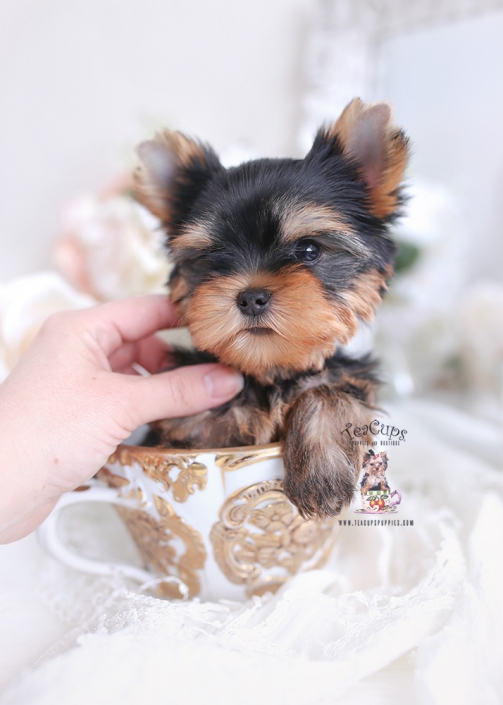 yorkie puppy