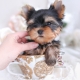 yorkie puppy