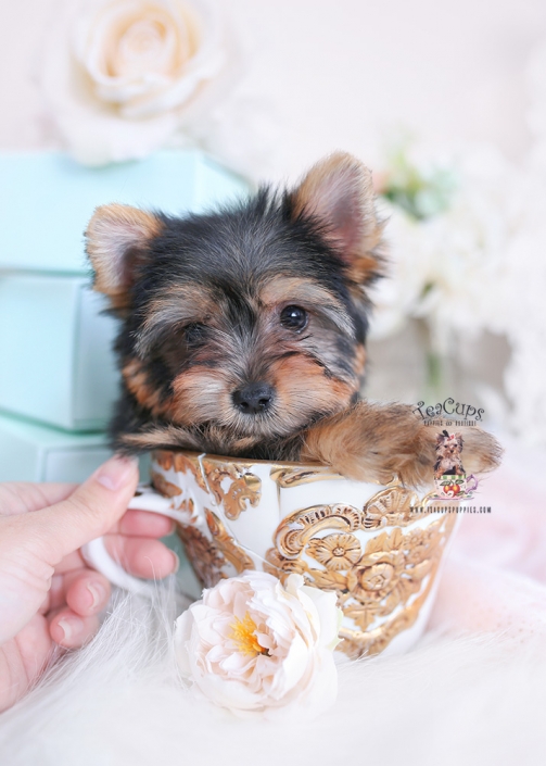 standard size yorkies for sale