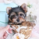 yorkie puppy for sale