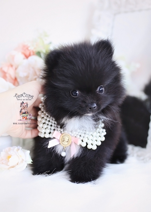 black pomeranian