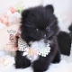 black pomeranian