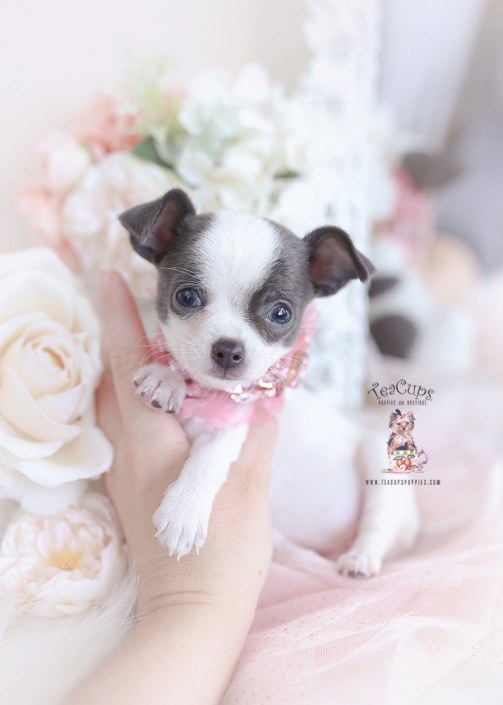 blue chihuahua puppy