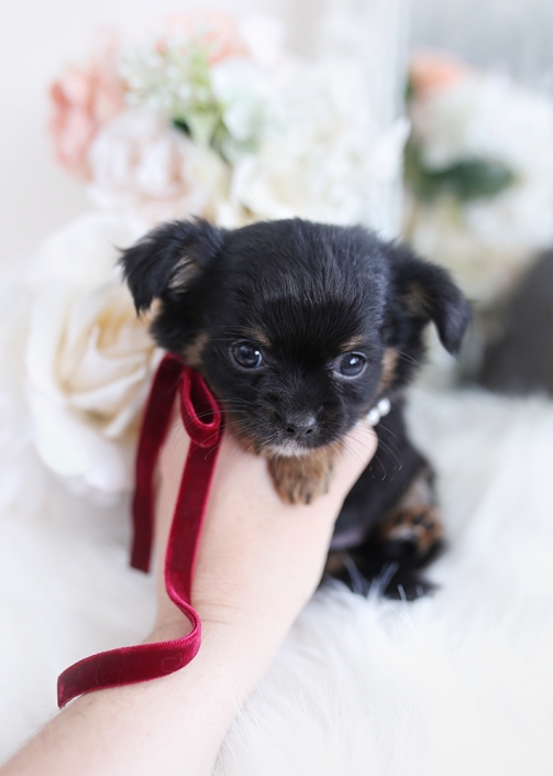 black chihuahua puppy