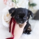 black chihuahua puppy