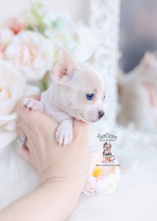 teacup chihuahua puppies for sale in kraaifontein