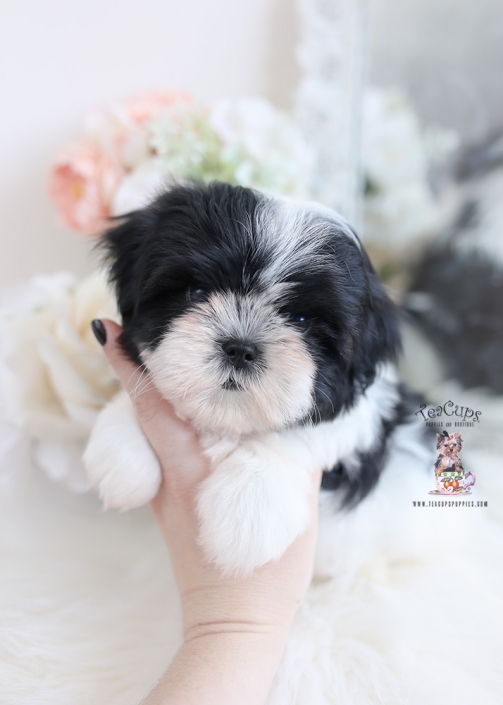 malshi designer breed puppy