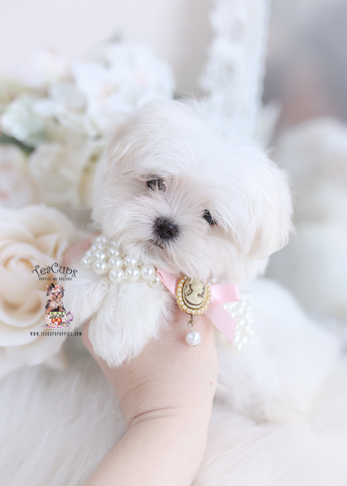 maltese puppy