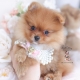 red pomeranian puppy