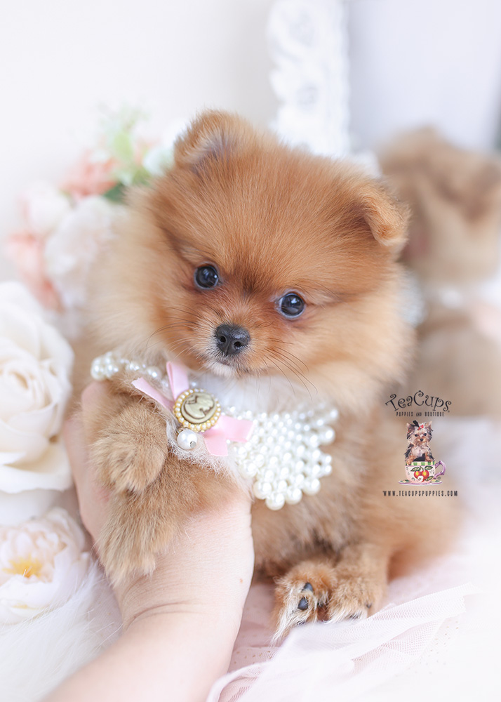 red pomeranian puppy