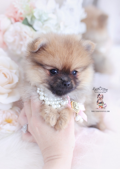 pomeranian puppy for sale