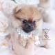 pomeranian puppy for sale