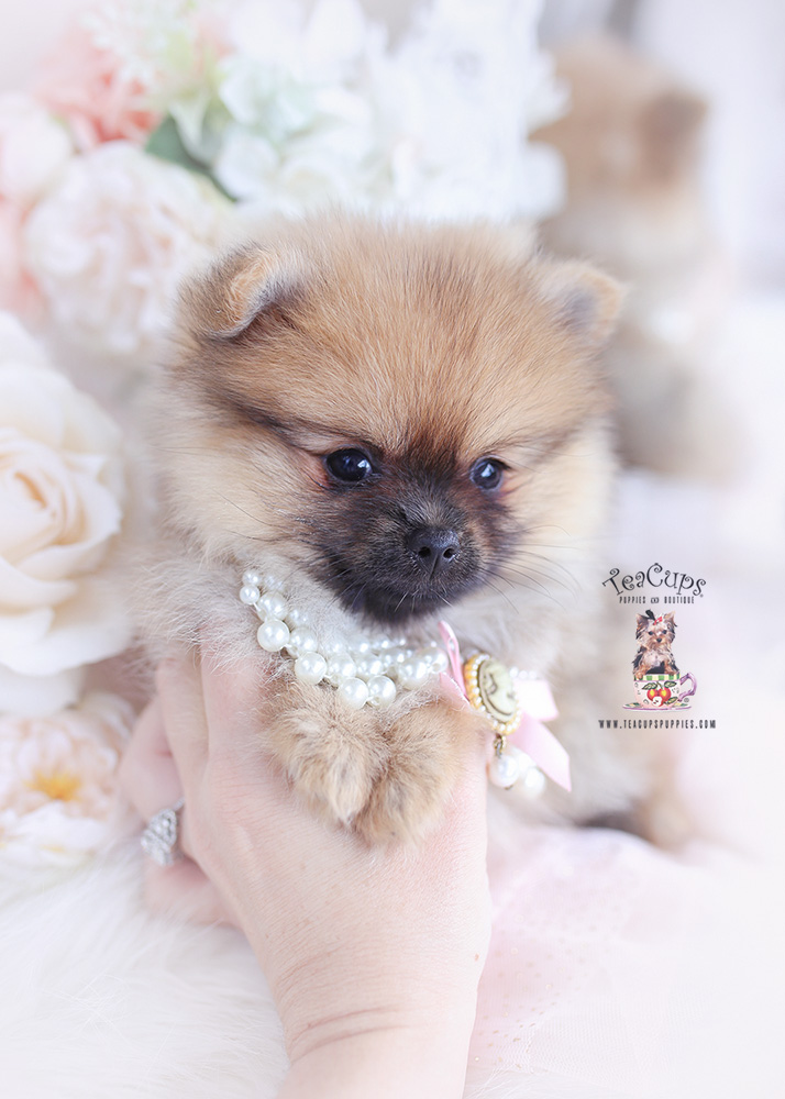 pomeranian puppy for sale