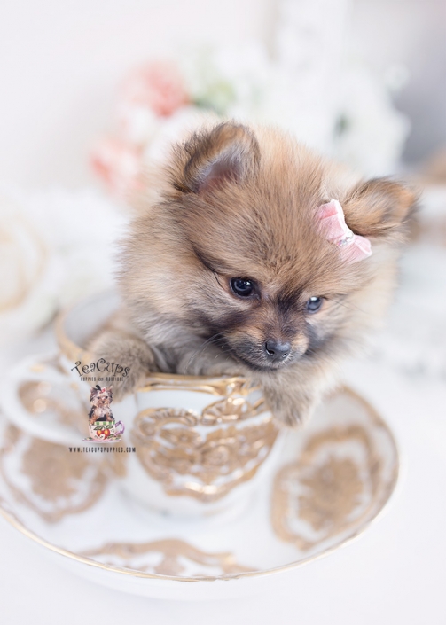 pomeranian teacup puppies