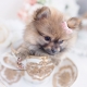 pomeranian teacup puppies