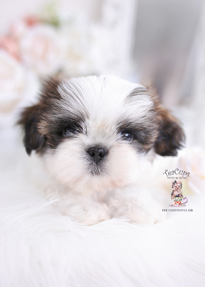 shih tzu