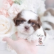 shih tzu puppy