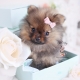 teacup pomeranian