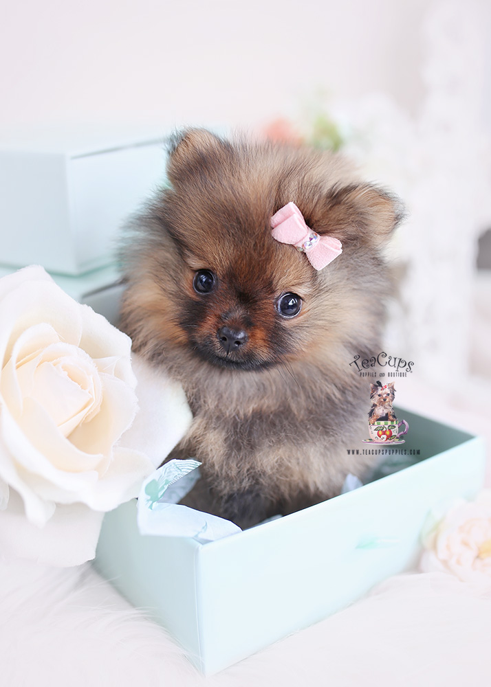 teacup pomeranian