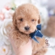 apricot toy poodle puppy