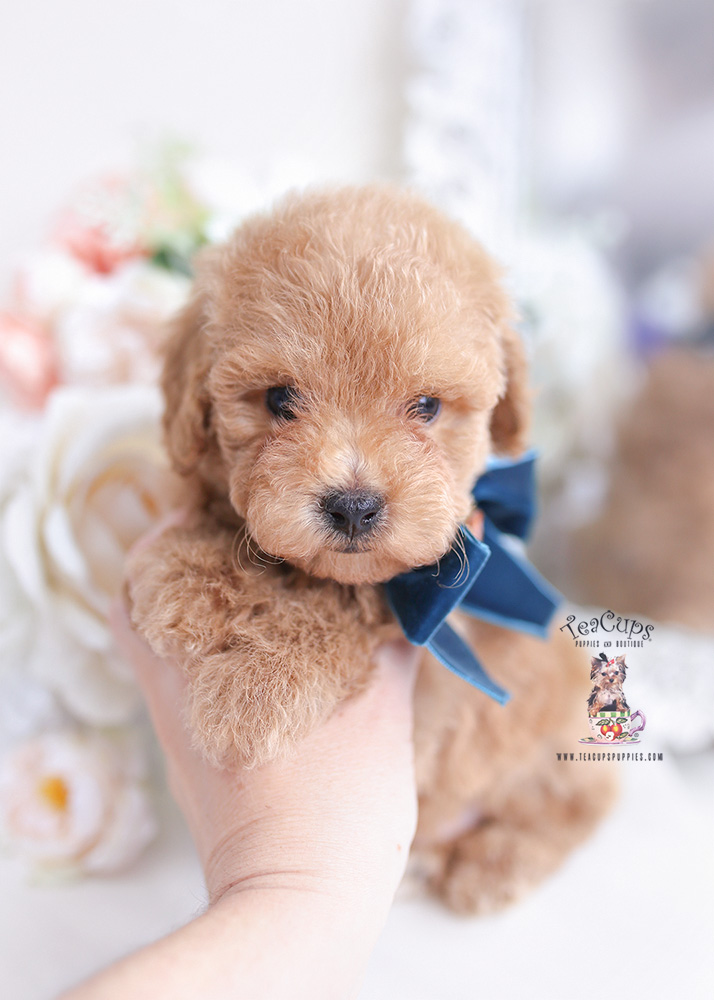 apricot toy poodle puppy