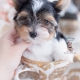 biewer terrier teacup puppies for sale