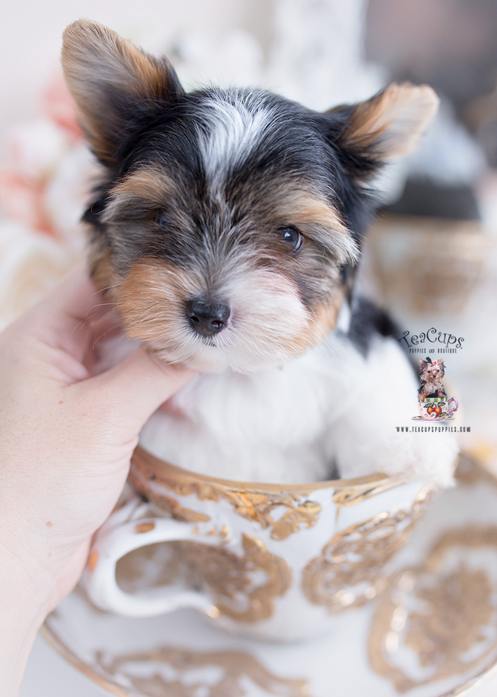 biewer terrier teacup puppies for sale