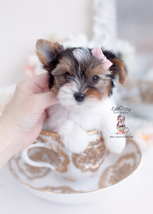 biewer yorkie terrier breeder