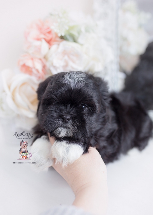 black shih tzu puppy for sale