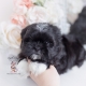 black shih tzu puppy for sale