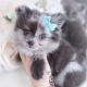 blue merle pomeranian puppy