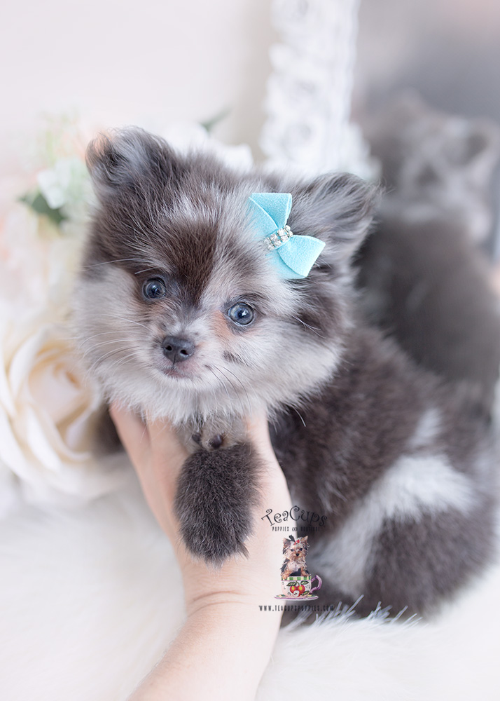 blue merle pomeranian puppy