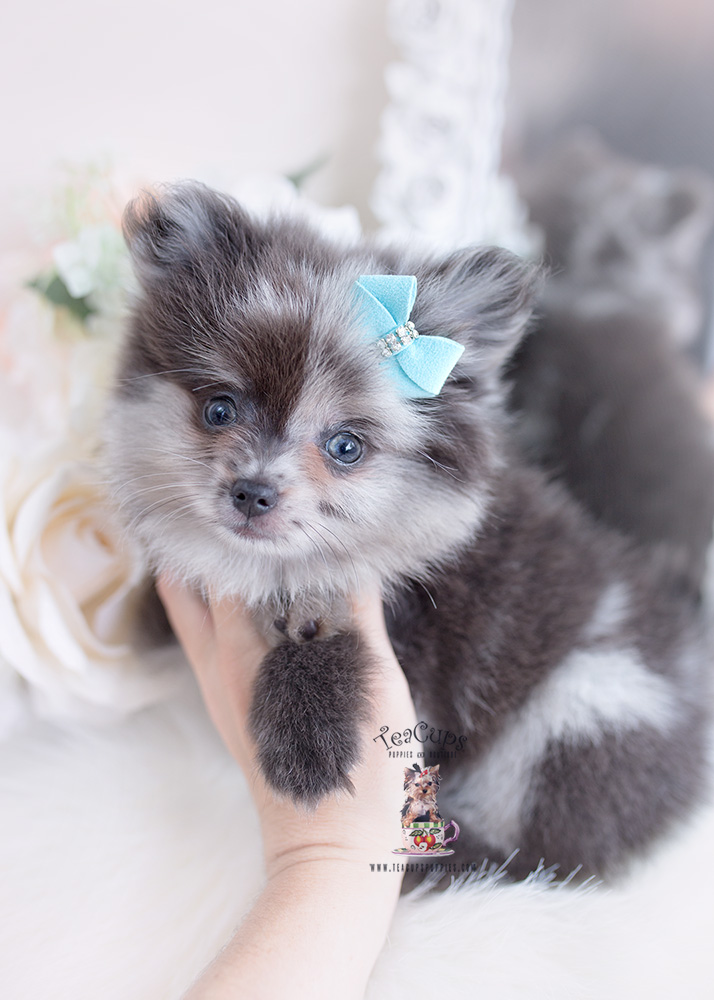 Merle Pomeranian Puppies Florida | Teacup Puppies & Boutique