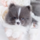 blue pomeranian puppy