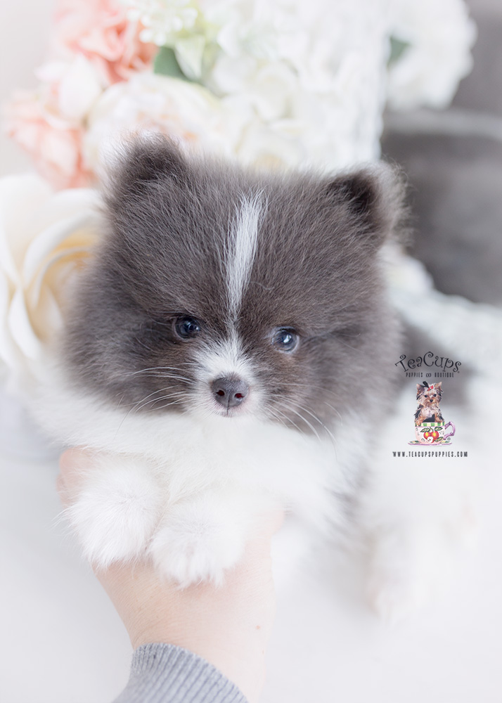 blue pomeranian puppy