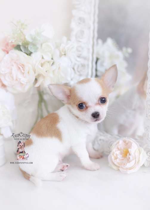 Teacup Chihuahuas and Chihuahua Puppies 