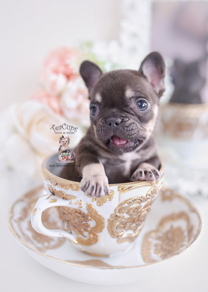 Chocolate French Bulldog Puppies Teacup Puppies & Boutique