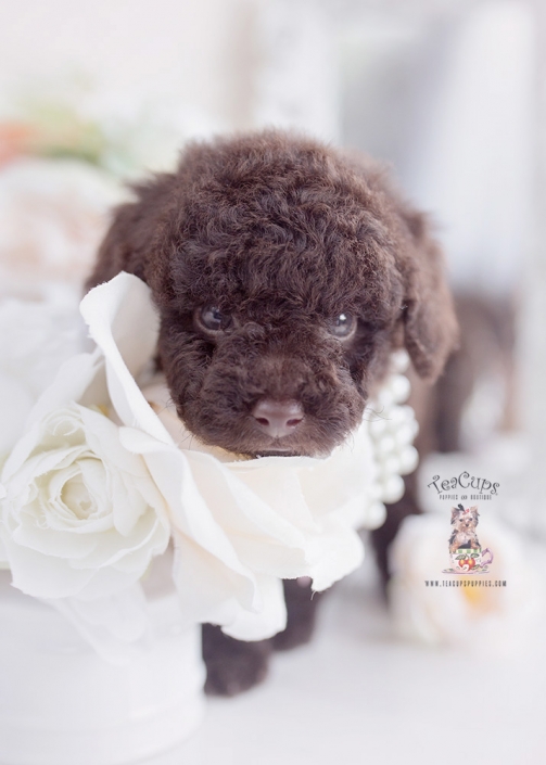 chocolate poodle