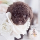 chocolate poodle