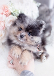 merle pomeranian puppy