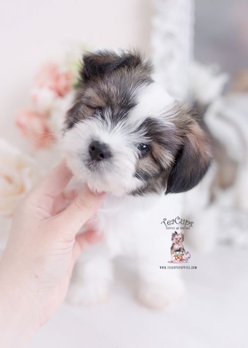 papitese designer breed puppy