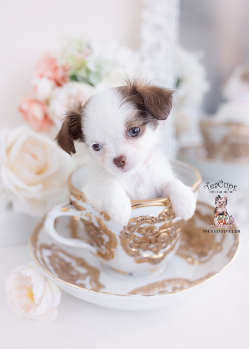 designer breed pomchi puppy