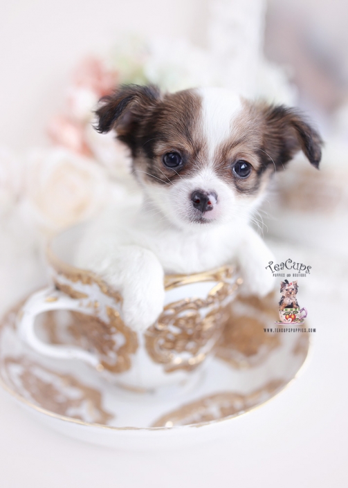 Morkie Puppies and Designer Breed Puppies For Sale by TeaCups Puppies