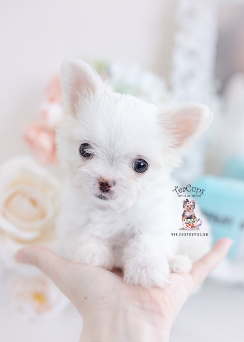 pomchi puppy