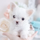 pomchi puppy