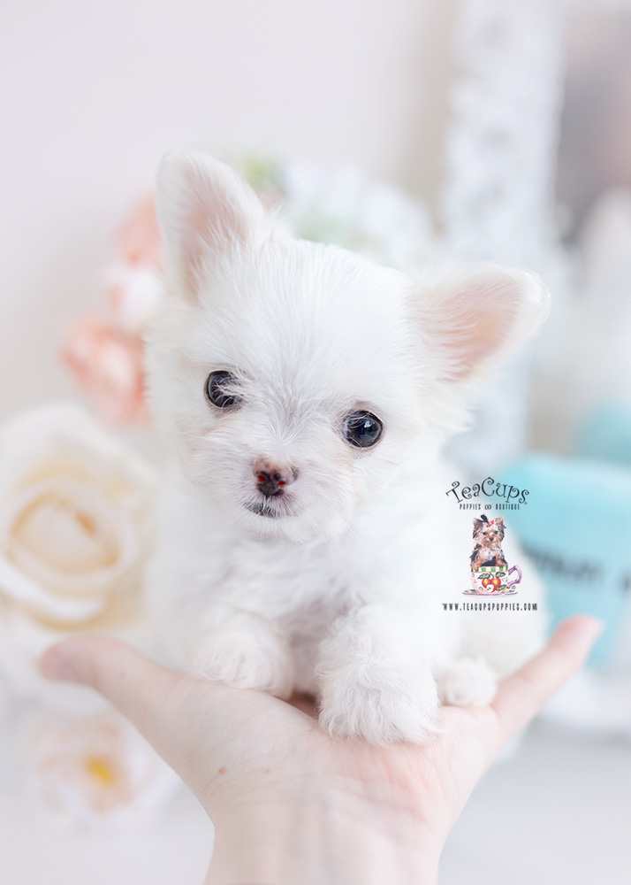 pomchi puppy