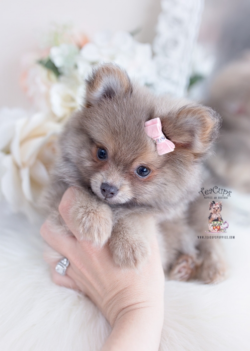 blue fawn pomeranian puppy